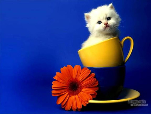 Thêm một cách tạo dáng độc đáo của mèo trắng.