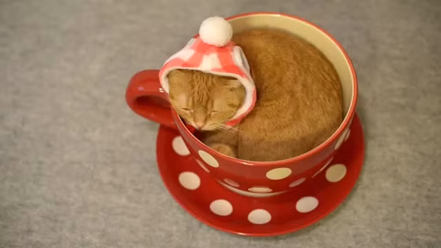 Như thế này, mèo yêu không còn sợ mùa đông nữa.