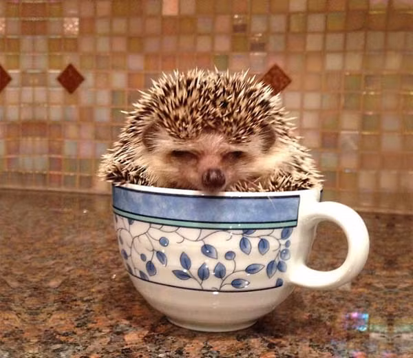 Mèo ta như đang tức giận ai đó.