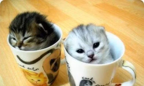Hai chú mèo yêu tạo dáng cùng chiếc cốc xinh xắn.