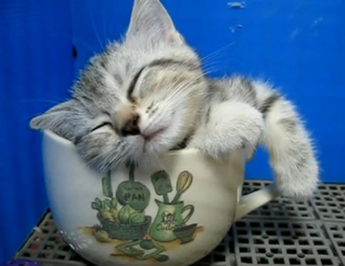 Chú mèo cuộn mình trong cốc đánh một giấc say nồng.