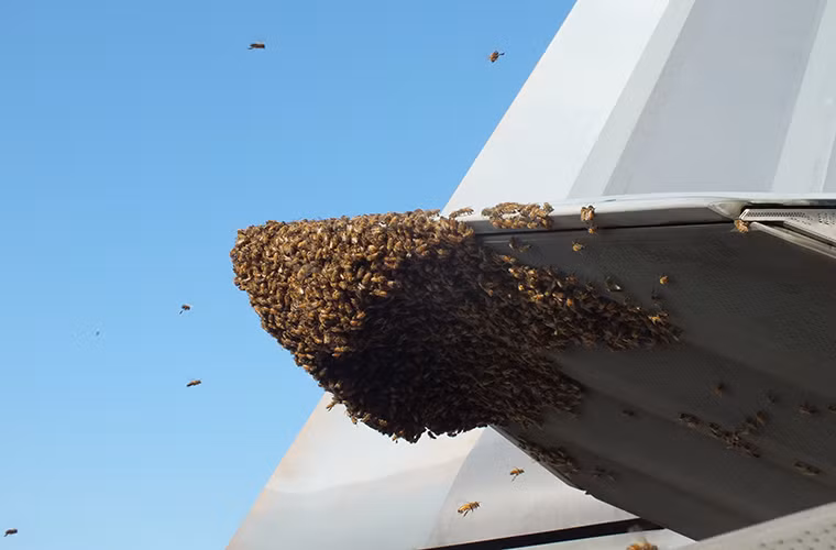 Theo một người nuôi ong địa phương cho biết nhiều khả năng, ong chúa của đàn ong này đã kéo cả đàn ong đến chiếc F-22 trên làm tổ. Trong ảnh là đàn ong làm tổ trên động cơ của chiếc F-22 tại Joint Base Langley-Eustis.