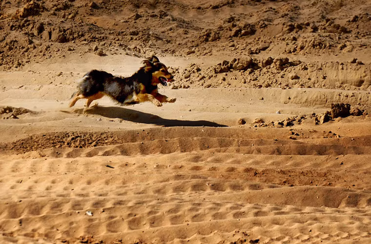 Hình ảnh một chú chó nghiệp vụ tham gia Unbreakable Brotherhood trong hoạt động diễn tập rà phá bom mìn.