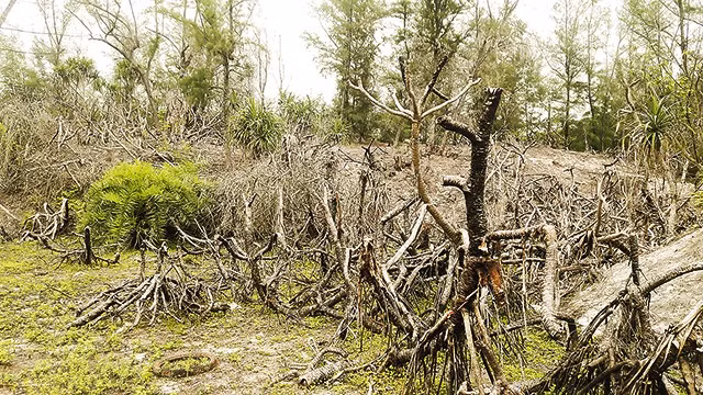 Quang Ninh: Kiem diem trach nhiem tai du an trong rung o Van Don