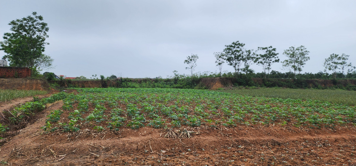 Theo kế hoạch thực hiện dự án, từ tháng 10/2006 đến tháng 10/2007 là cải tạo mặt bằng đầu tư xây dựng cơ bản và trồng cây. Từ tháng 11/2007 đến năm 2010 là đầu tư và hoàn thành dự án. Tuy nhiên, đến thời điểm hiện tại, dự án vẫn chỉ tồn tại một số loại cây như: Sắn, dứa, cam, mít được trồng không đồng đều, kém năng suất.