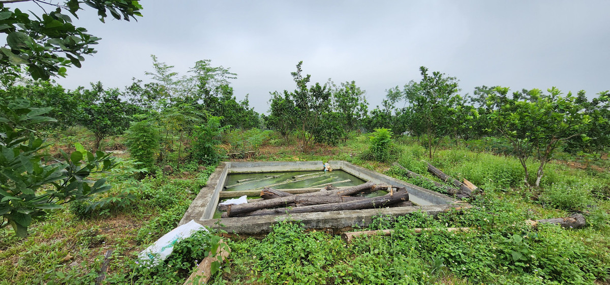 Hệ thống bể chứa nước phục vụ tưới tiêu cây trồng không hoạt động, chứa đầy rác.