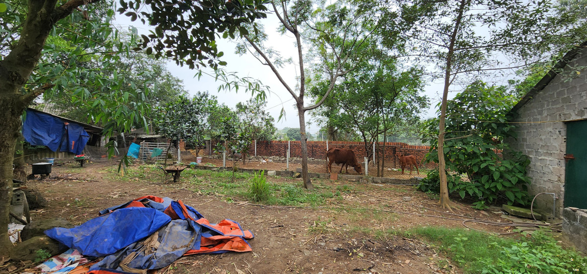 Bò là gia súc duy nhất được chăn nuôi ở một phạm vi hẹp nhưng với số lượng chừng 3 con.