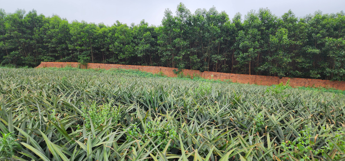 Phần lớn diện tích dự án trồng dứa và cây sắn, không mang lại hiệu quả kinh tế.