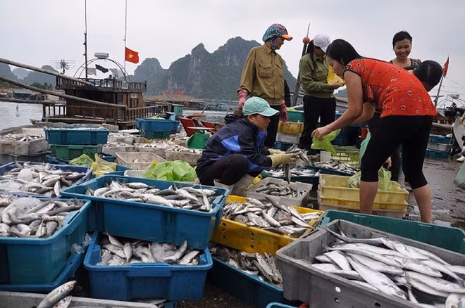 Tac hai cua chat phenol co trong 132 mau hai san o mien Trung