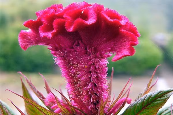 Bên cạnh đó, hoa mào gà đỏ có thể chữa chảy máu ở dạ dày, ruột, lỵ, đại tiện ra máu, xuất huyết tử cung, kinh nguyệt dài ngày không dứt. Liều dùng: Bạn lấy 15 – 30g hoa mào gà đỏ tươi đem sấy khô, tán nhỏ, chia nhiều lần uống trong ngày.