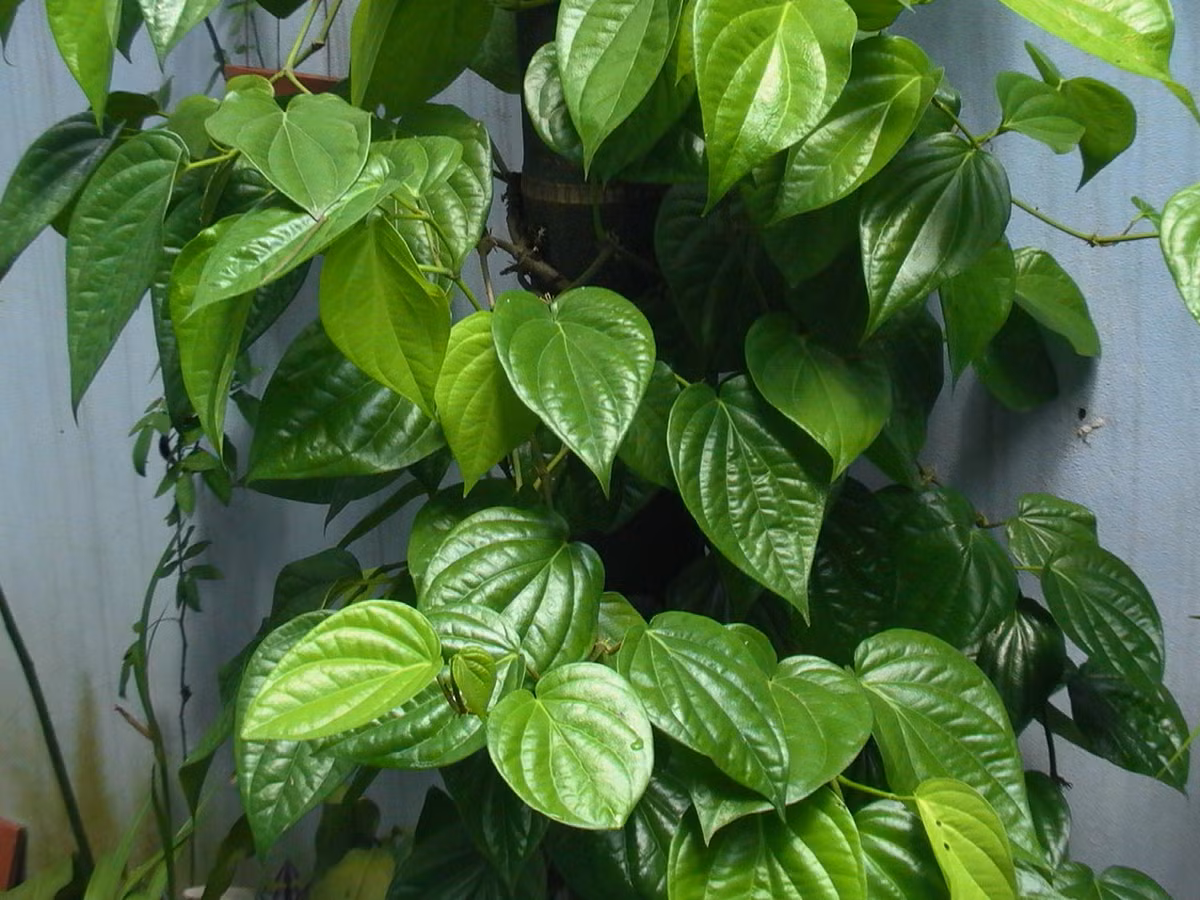 Lá trầu. Lá trầu không 2 phần, lá gai làm bánh 2 phần, hạt cau già 1 phần. Tất cả phơi khô, tán bột mịn, rắc lên vết thương rồi băng lại. Chú ý: Sau khi cầm máu, dù là vết thương nhỏ cũng cần đến cơ sở y tế gần nhất để các bác sĩ kiểm tra tình trạng vết thương, tiếp tục theo dõi và có chỉ định điều trị phù hợp.