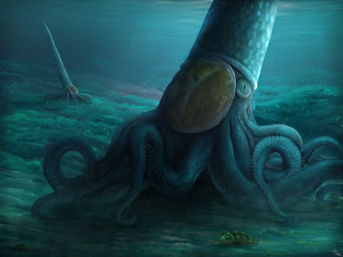 Để hiểu rõ hơn về cách di chuyển và trí tuệ của Cameroceras, nhóm nghiên cứu đã tiến hành nghiên cứu đối với cả động vật chân đầu hiện đại như mực nang, bạch tuộc và mực.