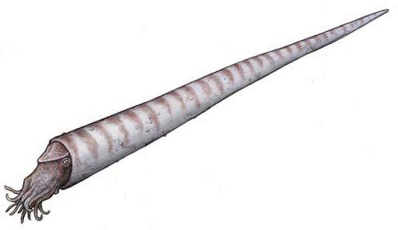 Để vượt qua thách thức này, Fletcher và đồng nghiệp đã phải tìm kiếm các họ hàng hiện đại hoặc tuyệt chủng của Cameroceras để tái tạo lại các bộ phận còn thiếu.