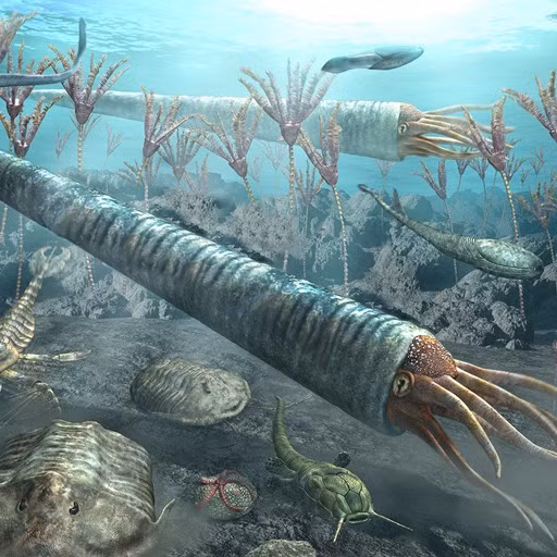 Tuy nhiên, việc tái hiện cơ thể mềm mại của chúng với nhiều chi tiết như xúc tu vẫn là một thách thức lớn do hóa thạch của chúng rất hiếm.