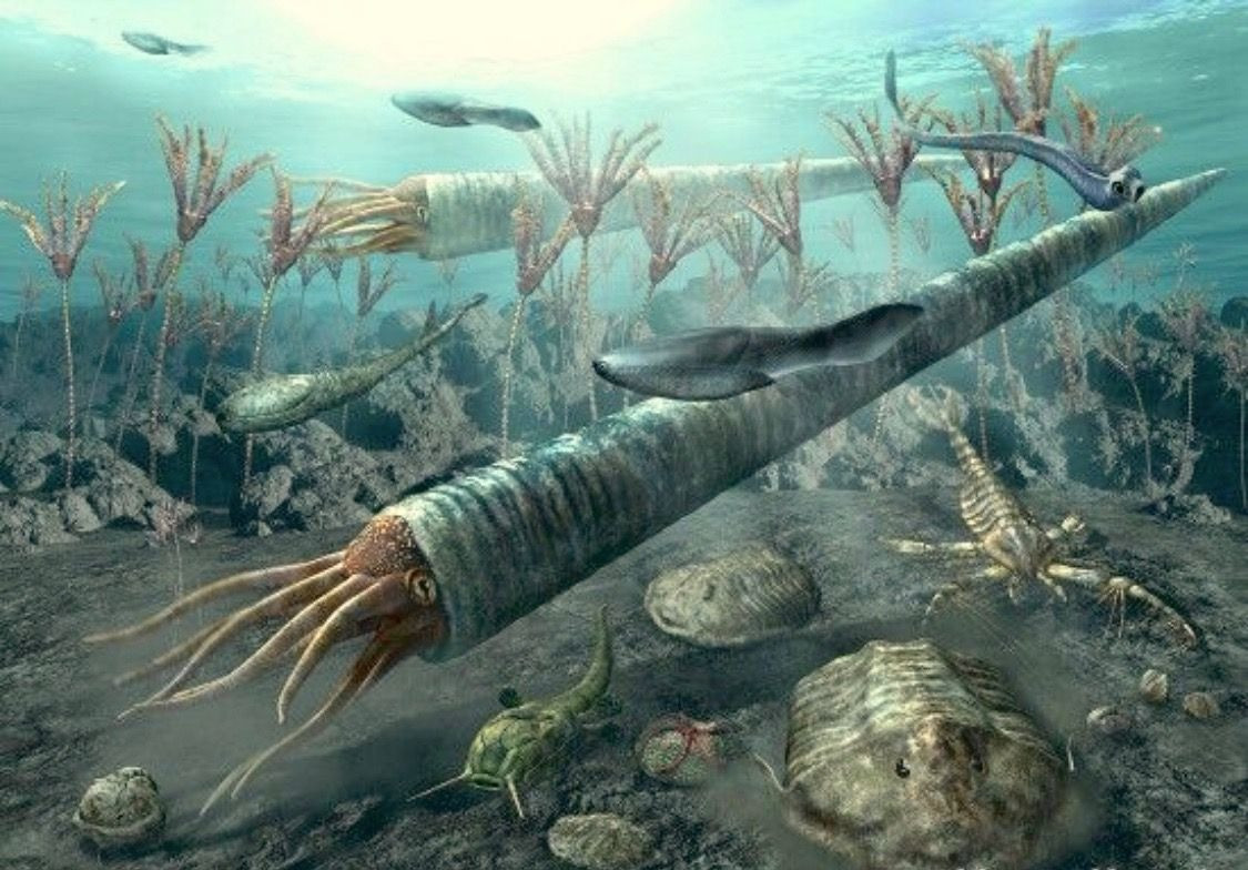 Cameroceras, với vỏ bọc to lớn, đôi mắt lớn và xúc tu dài, thường sử dụng xúc tu để đâm qua các kẽ đá và bắt mồi.