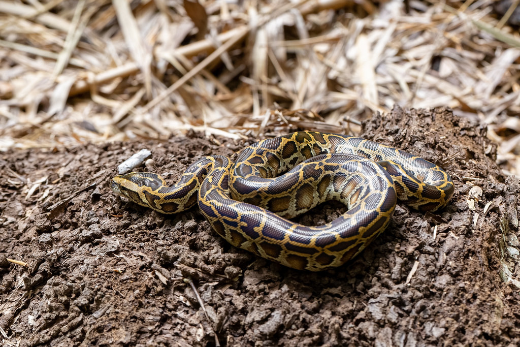 7. Trăn Cuba (6m). Theo Công viên động vật hoang dã Lake District, những con trăn có vảy óng ánh này là loài đặc hữu của Cuba và là loài rắn lớn nhất ở vùng biển Caribbean. Nặng hơn 30 kg và dài tới 6 m, Trăn Cuba (Chilabothrus angulife) dành phần lớn thời gian cuộn mình quanh cành cây hoặc tìm kiếm thằn lằn và loài gặm nhấm trên mặt đất.