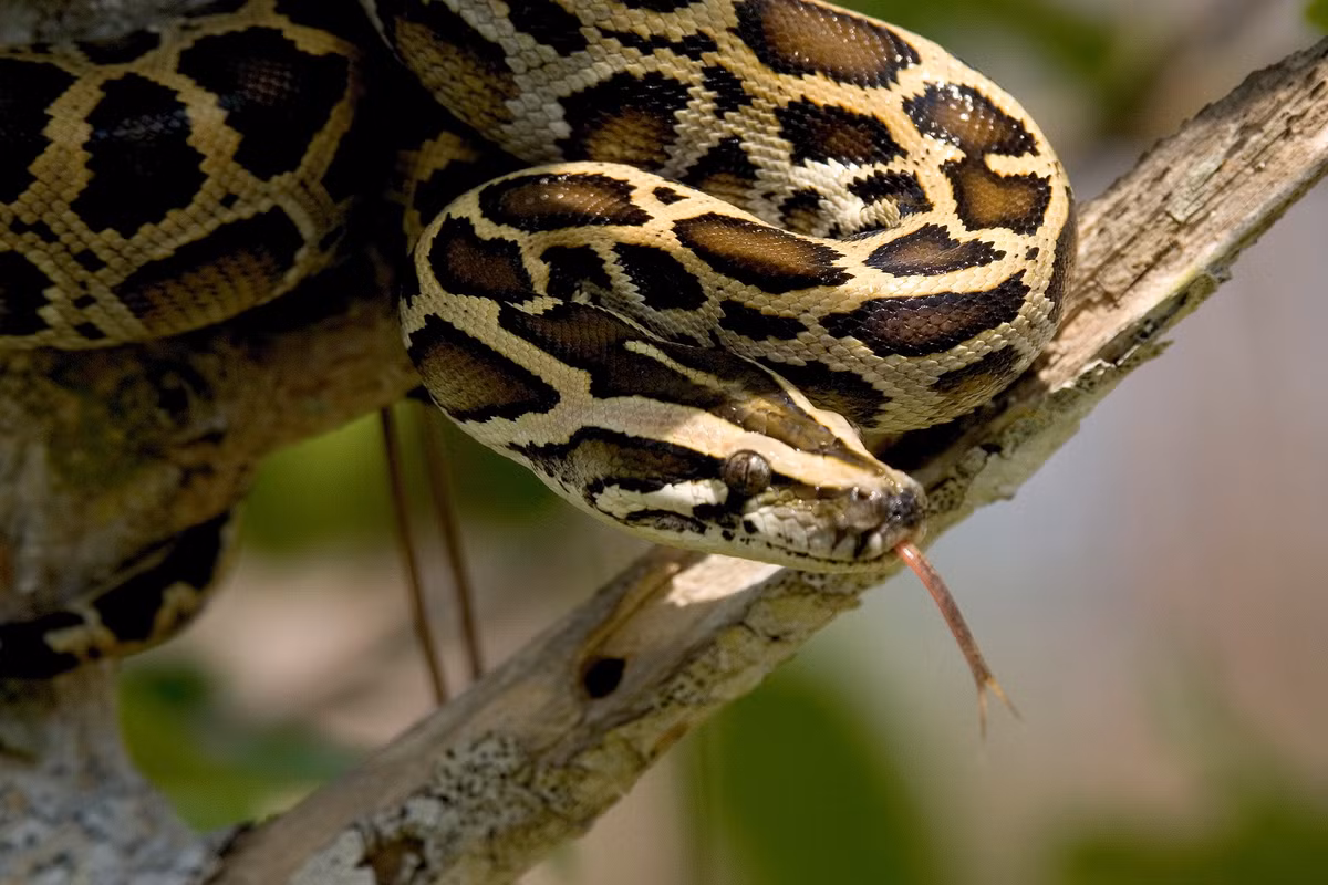 Con trăn Miến Điện lớn nhất được ghi nhận là một con rắn tên Baby, dài 5,74 m, theo kỷ lục Guinness thế giới. Trong tự nhiên, chúng thường dài 4,9 m - đủ lớn để săn cá sấu Mỹ.