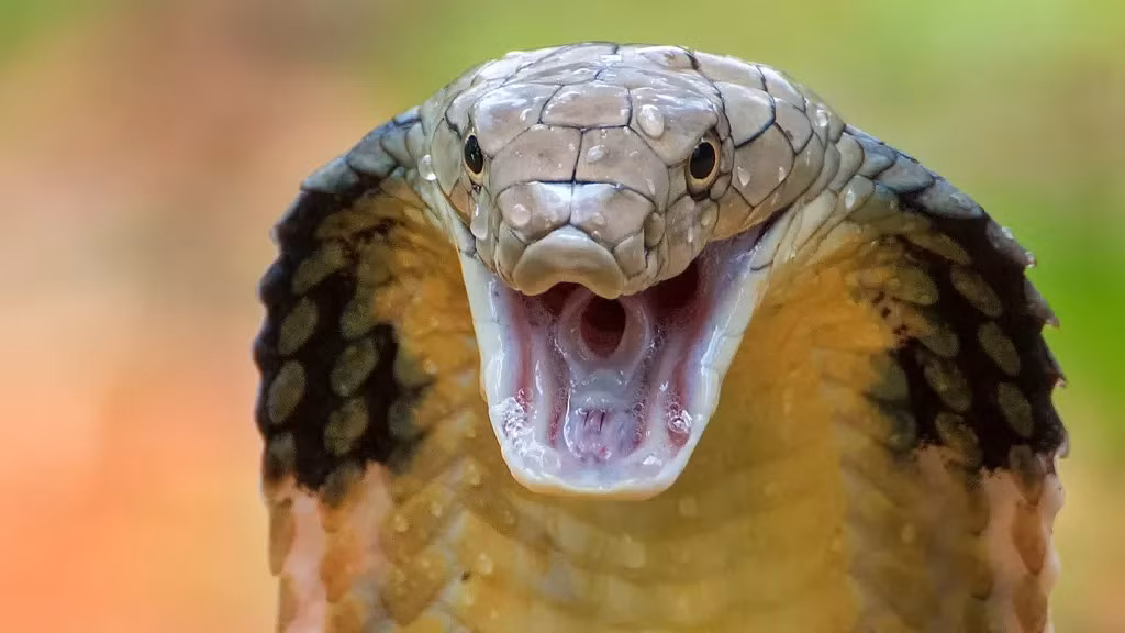 9. Rắn hổ mang chúa (5,71m). Với "chiếc mũ loe" ra và những chiếc răng nanh có nọc độc, rắn hổ mang chúa (Ophiophagus hannah) mang một hình thù đầy đe dọa và vết cắn của nó đủ mạnh để giết chết một con voi. Có nguồn gốc từ châu Á, rắn hổ mang chúa có thể dài hơn 5 mét.