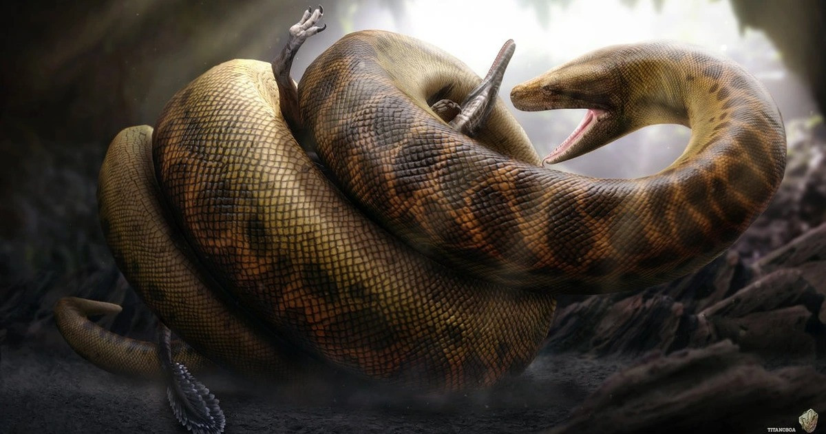 Có niên đại 60 triệu năm trước, Titanoboa là tổ tiên tiền sử của trăn anaconda ngày nay. 250 chiếc xương sống của nó tạo thành bộ xương dài 13 m. Nó phát triển nhờ ăn cá sấu và cá trên sông. Cân nặng ước tính của Titanoboa vào khoảng 1.130 kg, theo Đại học Indiana. Hóa thạch loài này được phát hiện vào đầu những năm 2.000 ở thành hệ Cerrejón tại Colombia.