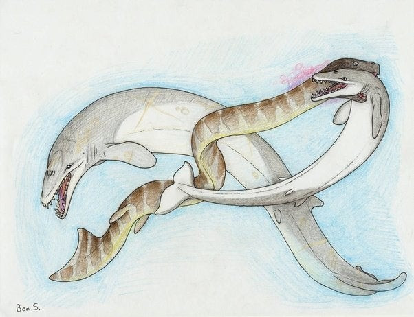 2. Palaeophis colossaeus (12m). Loài rắn biển này đã sinh sống ở đại dương cổ đại từng nằm trên một phần của Bắc Phi 100 triệu năm trước. Khi bộ xương hóa thạch của nó được phát hiện ở sa mạc Sahara ngày nay, các nhà nghiên cứu đã tính toán từ các mẫu được thu thập và ước tính rằng loài này có thể dài tới hơn 12 m.