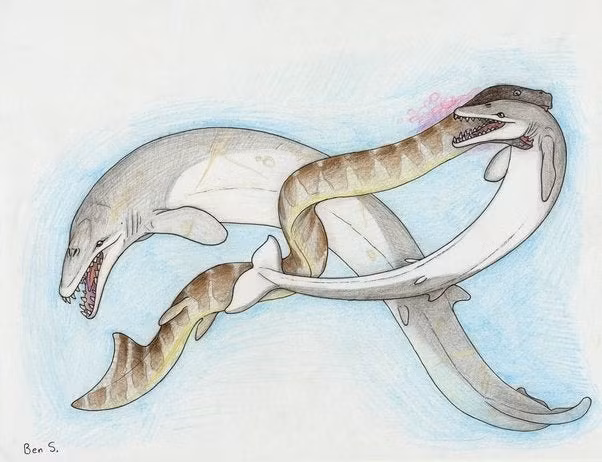 2. Palaeophis colossaeus (12m). Loài rắn biển này đã sinh sống ở đại dương cổ đại từng nằm trên một phần của Bắc Phi 100 triệu năm trước. Khi bộ xương hóa thạch của nó được phát hiện ở sa mạc Sahara ngày nay, các nhà nghiên cứu đã tính toán từ các mẫu được thu thập và ước tính rằng loài này có thể dài tới hơn 12 m.