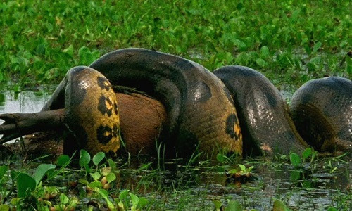 4. Trăn anaconda xanh (10 m). Trăn anaconda xanh (Eunectes murinus) lặng lẽ trườn qua các đầm lầy và khe suối ở Amazon, nơi chúng có thể sống đủ lâu để đạt chiều dài hơn 9 m. Đây là loài rắn nặng nhất trên Trái Đất ngày nay, một số cá thể nặng tới 250 kg, theo Vườn thú quốc gia và Viện sinh vật học bảo tồn Smithsonian.