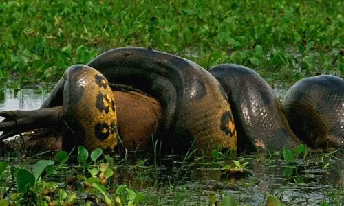 4. Trăn anaconda xanh (10 m). Trăn anaconda xanh (Eunectes murinus) lặng lẽ trườn qua các đầm lầy và khe suối ở Amazon, nơi chúng có thể sống đủ lâu để đạt chiều dài hơn 9 m. Đây là loài rắn nặng nhất trên Trái Đất ngày nay, một số cá thể nặng tới 250 kg, theo Vườn thú quốc gia và Viện sinh vật học bảo tồn Smithsonian.