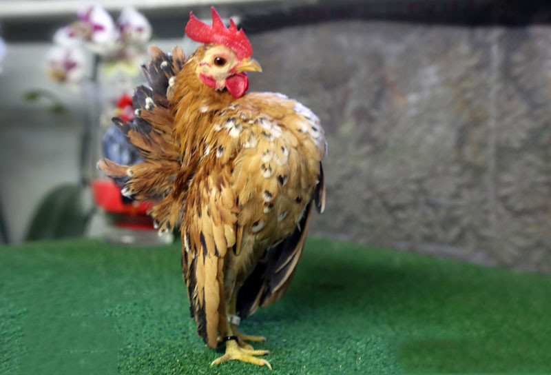  Gà Serama bắt nguồn từ tỉnh Kelantan, Malaysia, từ những năm 1600. Tuy nhiên giống gà hiện tại là do nhà lai Wee Yean Een tạo ra, phổ biến trong những năm 1970 và đặt tên cho nó là gà Serama.