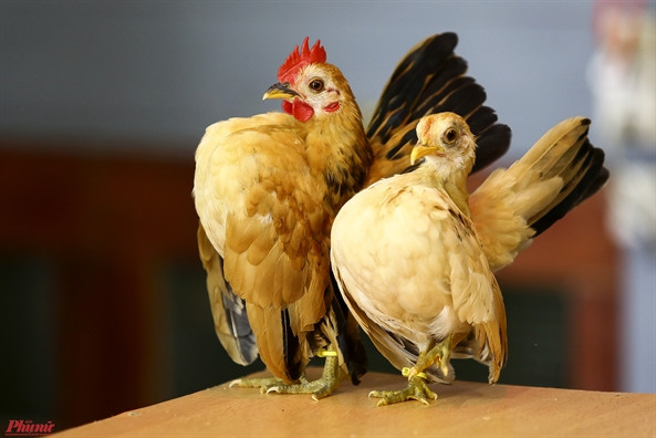 Khác với vẻ ngoài oai phong, hung dữ, gà Serama rất dễ nuôi, hiền lành. Tính cách khá dạn người, vẻ đẹp vương giả, những con gà Serama đã trở thành thú cưng được ưa chuộng ở nhiều nơi trên thế giới. Chúng tiêu thụ khoảng 0,5 kg thức ăn cho gà mỗi tháng.