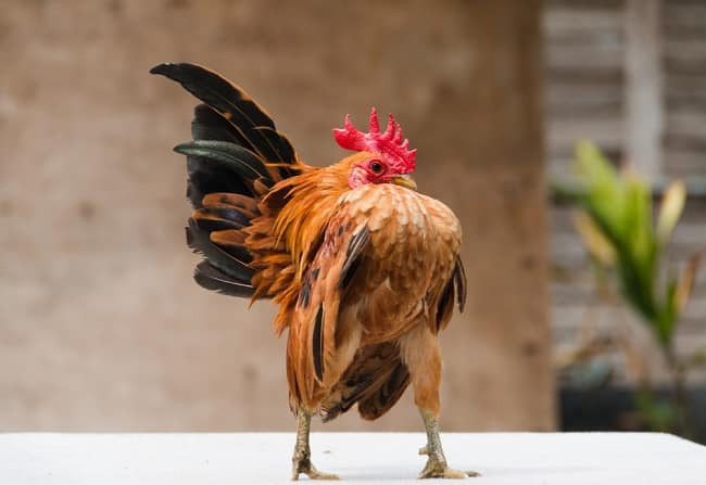 Ở các cuộc thi, người ta không tập trung đánh giá gà qua kích thước của chúng mà chú trọng vào tư thế, kiểu đi và màu lông.