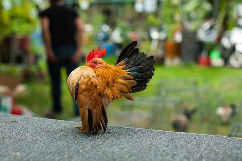 Theo bản năng, chúng ngửa đầu ra sau và đẩy bộ ngực lớn ra trước, đồng thời nhấc chân và lắc cánh. Giống như nó đang cố gắng bù đắp kích thước nhỏ bé của mình bằng cách tạo dáng vậy.