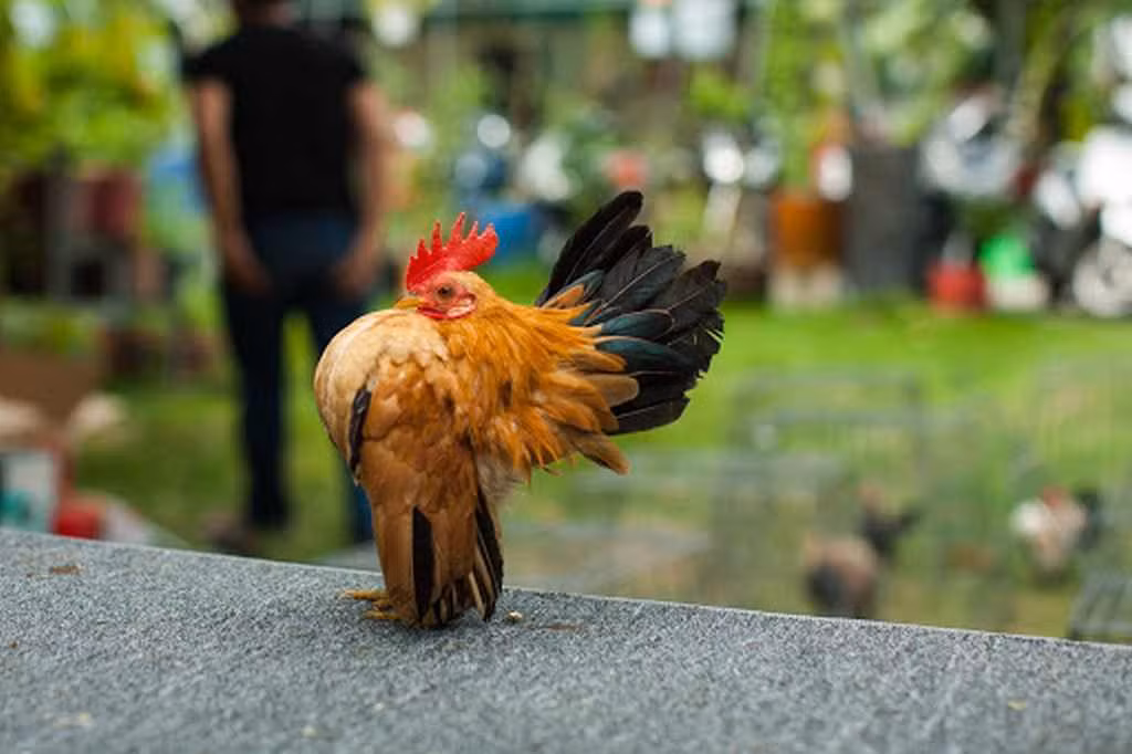 Theo bản năng, chúng ngửa đầu ra sau và đẩy bộ ngực lớn ra trước, đồng thời nhấc chân và lắc cánh. Giống như nó đang cố gắng bù đắp kích thước nhỏ bé của mình bằng cách tạo dáng vậy.