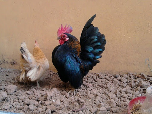 Sau đại dịch cúm gia cầm vào đầu những năm 2000, giống gà Serama gần như tuyệt chủng. May mắn thay, giống gà đặc biệt này đã được xuất khẩu sang nhiều nước trên thế giới bao gồm Anh, Mỹ và đã trở nên phổ biến lại.