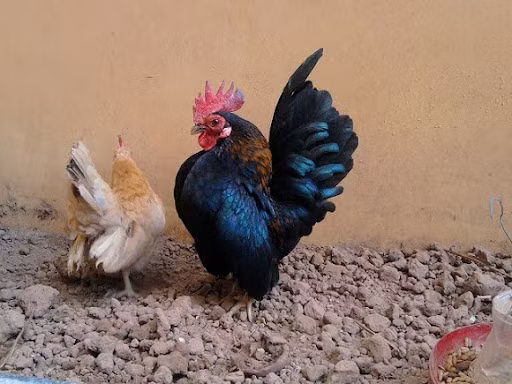 Sau đại dịch cúm gia cầm vào đầu những năm 2000, giống gà Serama gần như tuyệt chủng. May mắn thay, giống gà đặc biệt này đã được xuất khẩu sang nhiều nước trên thế giới bao gồm Anh, Mỹ và đã trở nên phổ biến lại.