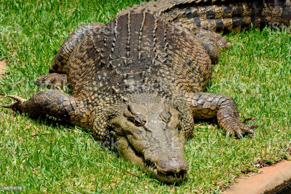 Đối với loài vật không thể kiểm tra theo cách này như cá voi sát thủ và cá mập, lực cắn được tính dựa trên cấu trúc cơ thể, hình dáng và loại con mồi mà chúng săn.