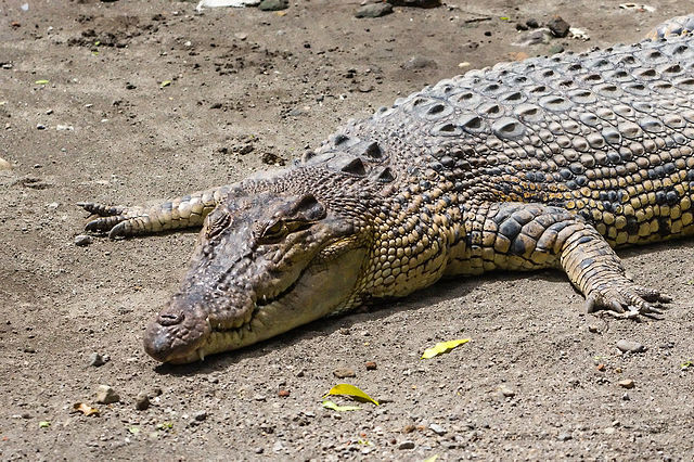 Trong số tất cả các sinh vật còn sống ngày nay, cá sấu nước mặn (Crocodylus porosus) là loài có lực cắn mạnh nhất lên tới 16.460 N. Bất cứ thứ gì ở trong hàm của một con cá sấu nước mặn đều phải chịu lực cực mạnh trong lúc hấp hối.