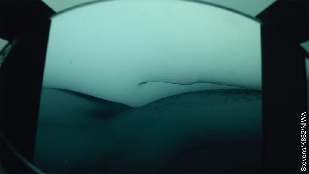 Các nhà nghiên cứu cũng bất ngờ phát hiện cột nước dưới lòng đất chia thành 4 hoặc 5 tầng nước riêng biệt chảy ngược chiều nhau. "Điều này thay đổi sự hiểu biết hiện tại của chúng tôi về mô hình của những môi trường này," Stevens nói. "Chúng tôi sẽ cắt giảm công việc của mình để dành thời gian tìm hiểu điều này có nghĩa là gì."