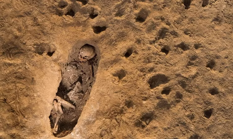 Cũng có một con lạc đà non được chọn cho sự kiện dựa trên độ tuổi và màu lông của nó, mà là một con lạc đà trong đàn gia súc của gia đình hoàng gia.