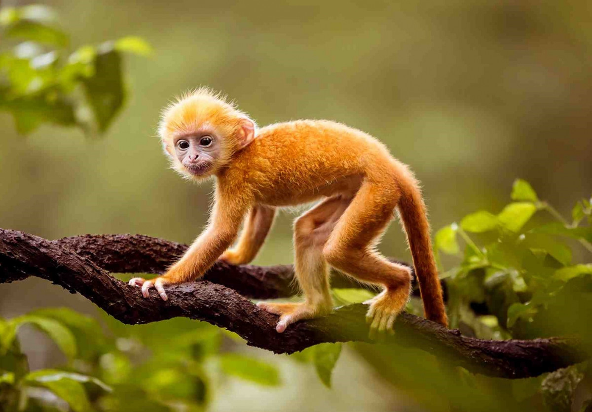 Qua tháng 4 âm lịch tới đây, sự nghiệp tuổi Thân sẽ càng phất lên như diều gặp gió, được sếp và đồng nghiệp công nhận, đánh giá cao, rất dễ thăng quan tiến chức.