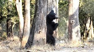 Nhưng cũng có người cho rằng con gấu này là gấu cái. Con của nó bị con người giết chết nên nó giết người để trả thù. Nó đã tấn công 36 người ở bang Mysore, trong đó 12 người chết.