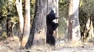 Nhưng cũng có người cho rằng con gấu này là gấu cái. Con của nó bị con người giết chết nên nó giết người để trả thù. Nó đã tấn công 36 người ở bang Mysore, trong đó 12 người chết.