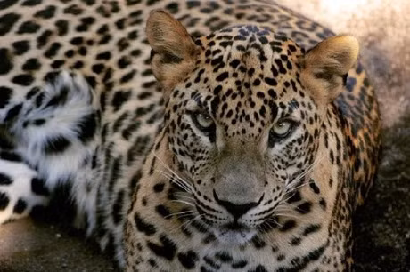 Nó hoạt động chủ yếu ở tỉnh Panar, Ấn Độ, nơi nó đã giết chết tới 400 người. gsâ