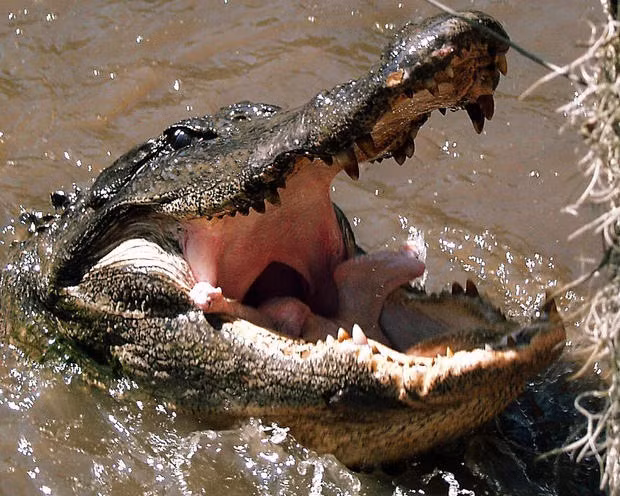 2. Tom hai ngón. Biệt danh Người dân địa phương đã đặt cho nó biệt danh “hai ngón” vì dấu chân đặc biệt của nó. Người ta đồn rằng nó bị mất hai ngón chân khi mắc bẫy nên nó mới có dấu chân đặc trưng như vậy.