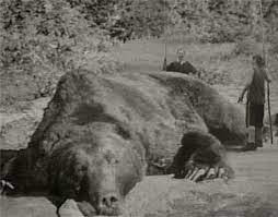 3. Gấu quỷ Kesagake. Vào buổi sáng giữa tháng 11 năm 1915, một con gấu nâu to lớn xuất hiện gần nhà của gia đình Ikeda ở Sankebetsu, cách bờ biển phía tây Hokkaido 30 km. Cuộc gặp gỡ bất ngờ này đã làm con ngựa hoảng loạn, gấu nâu cũng tương tự và nó đã bỏ chạy sau khi lấy trộm được 1 ít ngô.