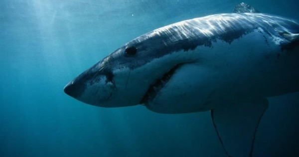 4. Cá mập New Jersey. Các vụ tấn công đã diễn ra trong một đợt đại dịch viêm tủy xám và đợt nóng mùa hè khó chịu ở Đông Bắc Hoa Kỳ. Điều này đã khiến hàng ngàn người đổ xô ra các khu nghỉ mát của vùng Jersey Shore.