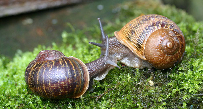 Ốc sên là loài có cả hai cơ quan sinh dục đực, cái nhưng lại không thể tự thụ tinh. Trước khi giao phối, ốc sên bắn những “mũi tên tình yêu” làm bằng calcium vào tử cung của bạn tình. Chất nhầy của mũi tên cho phép nhiều tinh trùng hơn được giữ trong tử cung ốc sên, nghĩa là làm tăng khả năng sinh sản.