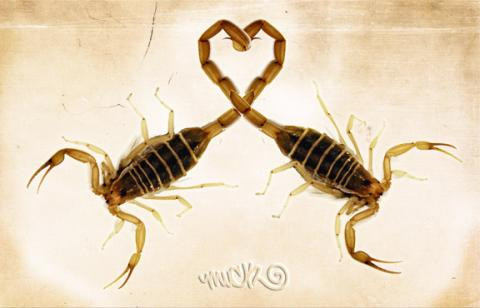 Trong khi múa vòng vòng, bọ cạp đực tiết ra tinh dịch và bọ cạp cái sẽ hút tinh dịch đó vào trong người. Việc này vừa lãng mạn vừa nguy hiểm vì bọ cạp đực luôn phải giữ để không cho càng bọ cạp cái lột da đầu mình.