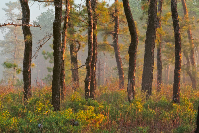 2. New Jersey's Pine Barrens. New Jersey Pine Barrens đã phát triển mạnh trong thời kỳ thuộc địa, khi đó nơi đây là một thị trấn nơi có nhiều nhà máy cưa, nhà máy giấy và rất nhiều công nhân làm việc ở đó. Nhưng sự thịnh vượng và dân số của nó giảm mạnh khi người ta phát hiện ra than ở Pennsylvania gần đó.