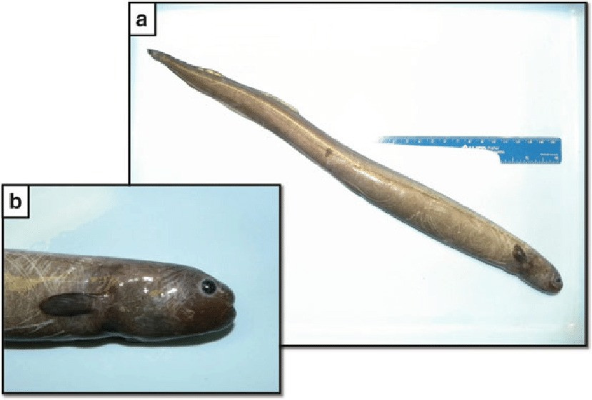 Các nhà nghiên cứu không biết về việc cá chình ký sinh trong cơ thể cá mập cho đến khi họ thu thập một con cá mập mako vây ngắn đực từ đáy biển Bắc Đại Tây Dương vào tháng 6/1992.