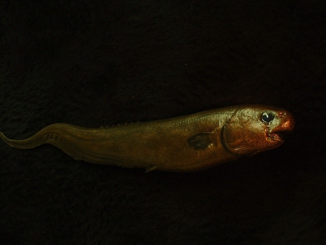 Ngoài ra, tim của cá mập bị ký sinh đã tổn thương, trong khi sáu con cá mập mako vây ngắn khác không có dấu hiệu ký sinh và vẫn bình thường.